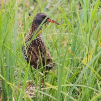 Filename=Waterral (Bree).JPG
Filesize=126KB
Dimensions=800x800
Date added=May 22, 2011 Waterral (Bree).JPG