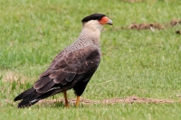 Filename=Zuidelijke Kuifcaracara (Jundiaí-BR).JPG
Filesize=176KB
Dimensions=800x533
Date added=Apr 01, 2013 Zuidelijke Kuifcaracara (Jundiaí-BR).JPG