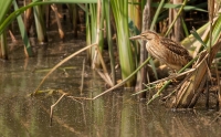 Filename=IMG_11431----bewerkt-scherper-zonder-riet.jpg
Filesize=295KB
Dimensions=900x559
Date added=Jul 25, 2015 IMG_11431----bewerkt-scherper-zonder-riet.jpg