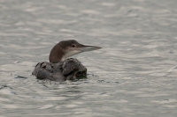Filename=IMG_13431-ijsduiker.jpg
Filesize=291KB
Dimensions=900x600
Date added=Feb 03, 2013 IMG_13431-ijsduiker.jpg