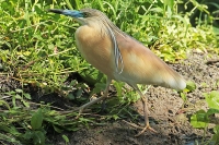 Filename=BN5A5620-bewerkt.jpg
Filesize=296KB
Dimensions=800x534
Date added=Jul 17, 2014 BN5A5620-bewerkt.jpg