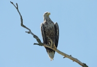 Filename=BN5A5914-bewerkt.jpg
Filesize=289KB
Dimensions=1000x693
Date added=Jul 17, 2014 BN5A5914-bewerkt.jpg
