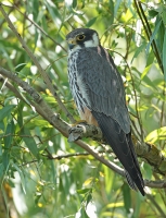 Filename=BN5A7121-bewerkt.jpg
Filesize=287KB
Dimensions=613x800
Date added=Jul 17, 2014 BN5A7121-bewerkt.jpg