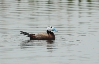Filename=BN5A7963_witkopeend.jpg
Filesize=285KB
Dimensions=800x520
Date added=May 09, 2012 BN5A7963_witkopeend.jpg