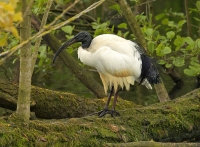 Filename=BN5A8184_Heilige-Ibis.jpg
Filesize=292KB
Dimensions=800x590
Date added=May 09, 2012 BN5A8184_Heilige-Ibis.jpg