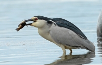 Filename=BN5A8896-bewerkt.jpg
Filesize=293KB
Dimensions=1000x642
Date added=Jul 17, 2014 BN5A8896-bewerkt.jpg