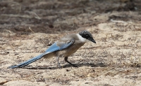 Filename=blauwe-ekster.jpg
Filesize=297KB
Dimensions=800x495
Date added=Oct 09, 2011 blauwe-ekster.jpg