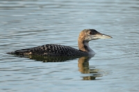 Filename=ijsduiker1.jpg
Filesize=293KB
Dimensions=800x533
Date added=Dec 26, 2011 ijsduiker1.jpg