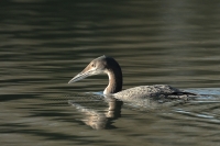 Filename=ijsduiker2.jpg
Filesize=283KB
Dimensions=800x534
Date added=Dec 26, 2011 ijsduiker2.jpg