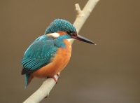 Filename=ijsvogel.jpg
Filesize=254KB
Dimensions=800x590
Date added=Jan 20, 2012 ijsvogel.jpg