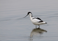 Filename=kluut.jpg
Filesize=287KB
Dimensions=1100x777
Date added=Mar 21, 2011 kluut.jpg