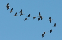 Filename=kraanvogels.jpg
Filesize=298KB
Dimensions=1000x656
Date added=Mar 08, 2011 kraanvogels.jpg