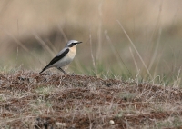 Filename=tapuit.jpg
Filesize=249KB
Dimensions=792x563
Date added=Apr 28, 2011 tapuit.jpg