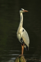 Filename=Blauwe-reiger.jpg
Filesize=214KB
Dimensions=533x800
Date added=May 23, 2011 Blauwe-reiger.jpg