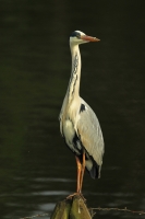 Blauwe-reiger.jpg