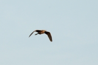Filename=purperreiger.jpg
Filesize=199KB
Dimensions=800x528
Date added=May 12, 2011 purperreiger.jpg