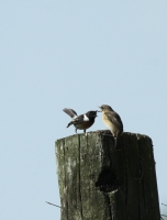 Filename=rbt8.jpg
Filesize=254KB
Dimensions=602x790
Date added=Apr 19, 2011 rbt8.jpg
