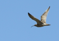 Filename=wulp.jpg
Filesize=279KB
Dimensions=800x555
Date added=Mar 06, 2011 wulp.jpg