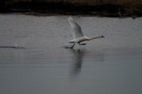 Filename=_IGP5872.jpg
Filesize=256KB
Dimensions=800x532
Date added=Feb 20, 2011 _IGP5872.jpg