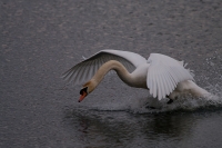 Filename=_IGP6690.jpg
Filesize=211KB
Dimensions=800x532
Date added=Mar 13, 2011 _IGP6690.jpg