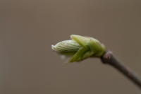Filename=_IGP6777.jpg
Filesize=179KB
Dimensions=800x532
Date added=Mar 14, 2011 _IGP6777.jpg