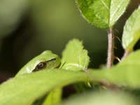 tn_Boomkikker_Hyla arborea_20100806.jpg