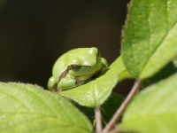 Filename=tn_Boomkikker_Hyla arborea_20100806_De Brand_3.jpg
Filesize=78KB
Dimensions=800x600
Date added=Feb 14, 2011 tn_Boomkikker_Hyla arborea_20100806_De Brand_3.jpg