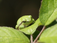 tn_Boomkikker_Hyla arborea_20100806_De Brand_3.jpg