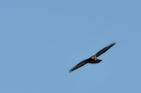 Filename=tn_Buizerd_Buteo buteo_20120305_StMH_2.jpg
Filesize=216KB
Dimensions=800x531
Date added=Mar 06, 2013 tn_Buizerd_Buteo buteo_20120305_StMH_2.jpg