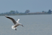 tn_Dunbekmeeuw_Larus genei_20130605_Ebro_3.jpg