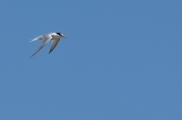 tn_Dwergstern_Sternula antillarum_20130603_Ebro.jpg