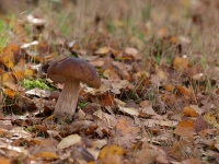 tn_Eekhoorntjesbrood_Boletus edulis_20091103_Mariahof.JPG