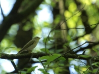 Filename=tn_Fluiter_Phylloscopus sibilatrix_20100523_Bergerven.jpg
Filesize=102KB
Dimensions=800x600
Date added=Feb 15, 2011 tn_Fluiter_Phylloscopus sibilatrix_20100523_Bergerven.jpg