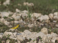 tn_Gele kwikstaart_Montacilla alba_20110421_Lac du Der.jpg