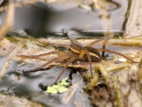 Filename=tn_Grote_oeverspin_Dolomedes plantarius_2010613_De luysen_2.jpg
Filesize=116KB
Dimensions=800x600
Date added=Feb 14, 2011 tn_Grote_oeverspin_Dolomedes plantarius_2010613_De luysen_2.jpg
