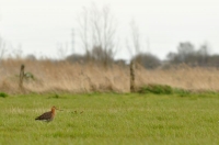 tn_Grutto_Limosa limosa_20130414_Uitkerke_3.jpg