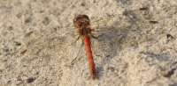 Filename=tn_Heidelibel spec_20121021_Averbode bos en Heide.jpg
Filesize=115KB
Dimensions=800x394
Date added=Oct 22, 2012 tn_Heidelibel spec_20121021_Averbode bos en Heide.jpg