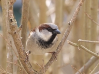 tn_Huismus_Passer domesticus_20100318_Val Dieu_man.JPG