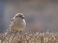 tn_Huismus_Passer domesticus_20100318_Val Dieu_vrouw_uit RAW.jpg