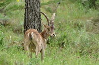 Filename=tn_Iberische steenbok_Capra pyrenaica_20130609_Els Ports (Sp).jpg
Filesize=109KB
Dimensions=800x529
Date added=Jun 25, 2013 tn_Iberische steenbok_Capra pyrenaica_20130609_Els Ports (Sp).jpg