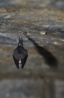 Filename=tn_Kleine hoefijzerneus_Rhinolophus hipposideros_20150111_Chaumont (Fr)_3b.jpeg
Filesize=52KB
Dimensions=465x700
Date added=Jan 24, 2015 tn_Kleine hoefijzerneus_Rhinolophus hipposideros_20150111_Chaumont (Fr)_3b.jpeg