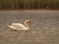 Filename=tn_Knobbelzwaan_Cygnus olor_20100515_Hageven.JPG
Filesize=85KB
Dimensions=800x600
Date added=Feb 15, 2011 tn_Knobbelzwaan_Cygnus olor_20100515_Hageven.JPG