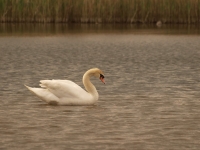 tn_Knobbelzwaan_Cygnus olor_20100515_Hageven.JPG