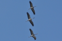 Filename=tn_Kraanvogel_Grus grus_20130305_Bree.Jpg
Filesize=205KB
Dimensions=800x532
Date added=Mar 06, 2013 tn_Kraanvogel_Grus grus_20130305_Bree.Jpg