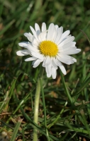 Filename=tn_Madeliefje_Bellis perennis_20100418_Groote Peel.jpg
Filesize=74KB
Dimensions=382x600
Date added=Feb 15, 2011 tn_Madeliefje_Bellis perennis_20100418_Groote Peel.jpg