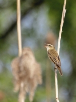 tn_Rietzanger_Acrocephalus schoenobaenus _20110420_Lac du Der.JPG