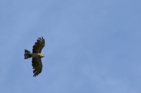 Filename=tn_Slangenarend_Circaetus gallicus_20130609_El Perello (Sp)_2.jpg
Filesize=206KB
Dimensions=800x531
Date added=Jun 25, 2013 tn_Slangenarend_Circaetus gallicus_20130609_El Perello (Sp)_2.jpg