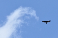 Filename=tn_Steenarend_Aquila chrysaetos_20130611_Priorat regio (Sp)_2.jpg
Filesize=195KB
Dimensions=800x530
Date added=Jun 25, 2013 tn_Steenarend_Aquila chrysaetos_20130611_Priorat regio (Sp)_2.jpg