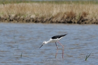 tn_Steltkluut_Himantopus himantopus_20130603_Ebro.jpg