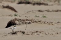 tn_Strandplevier_Charadrius alexandrinus_20130603_Ebro.jpg